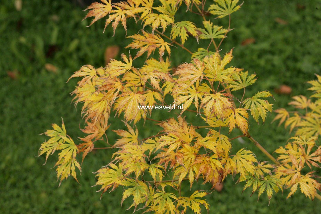 Acer palmatum 'Sister Ghost'