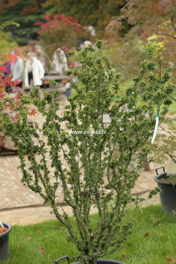 Acer palmatum 'Koto hime'