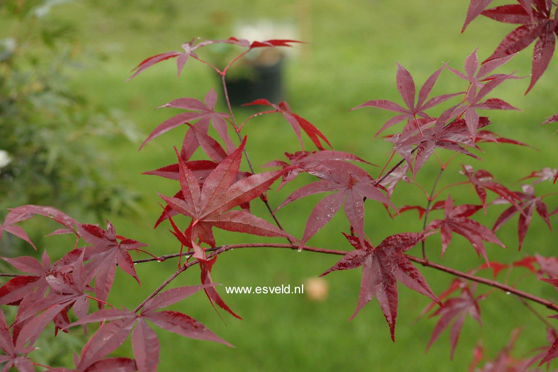 Acer palmatum 'Emperor I'