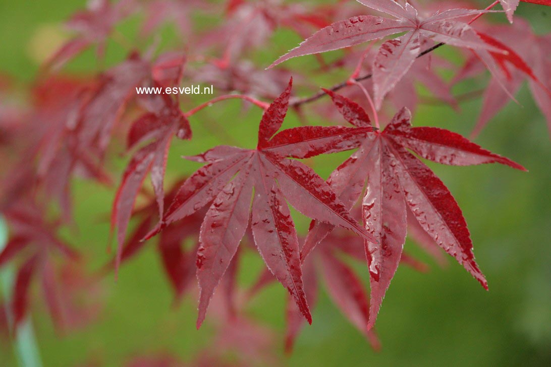 Acer palmatum 'Emperor I'