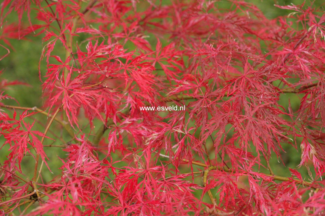 Acer palmatum 'Hana matoi'