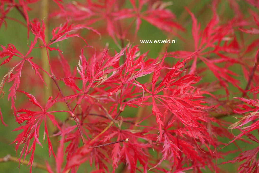 Acer palmatum 'Hana matoi'