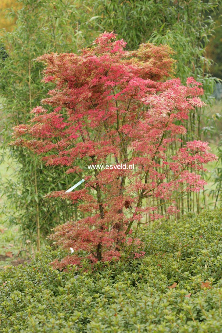 Acer palmatum 'Higasa yama'
