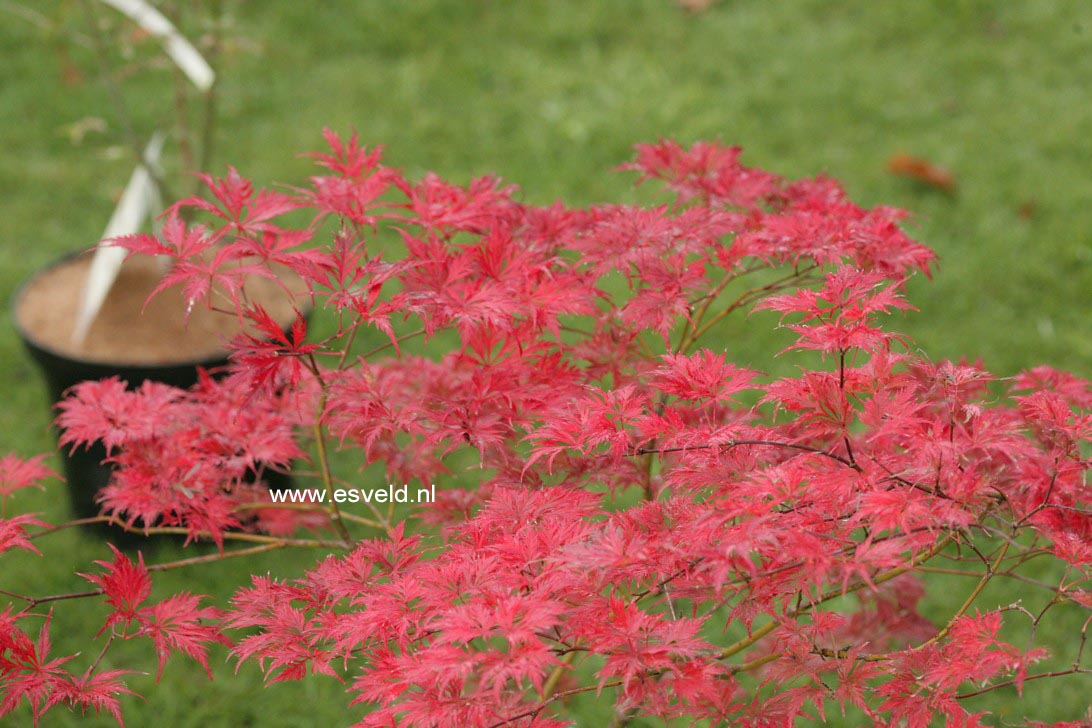 Acer palmatum 'Felice'