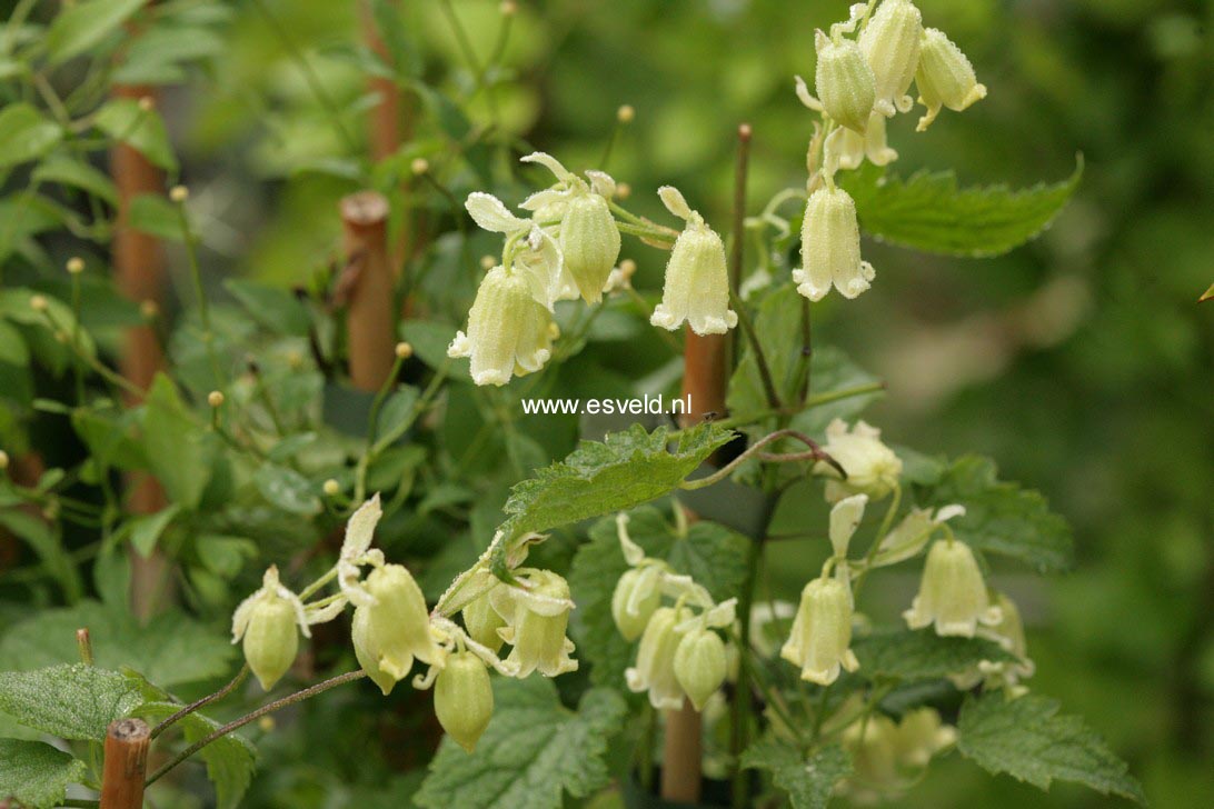 Clematis rehderiana