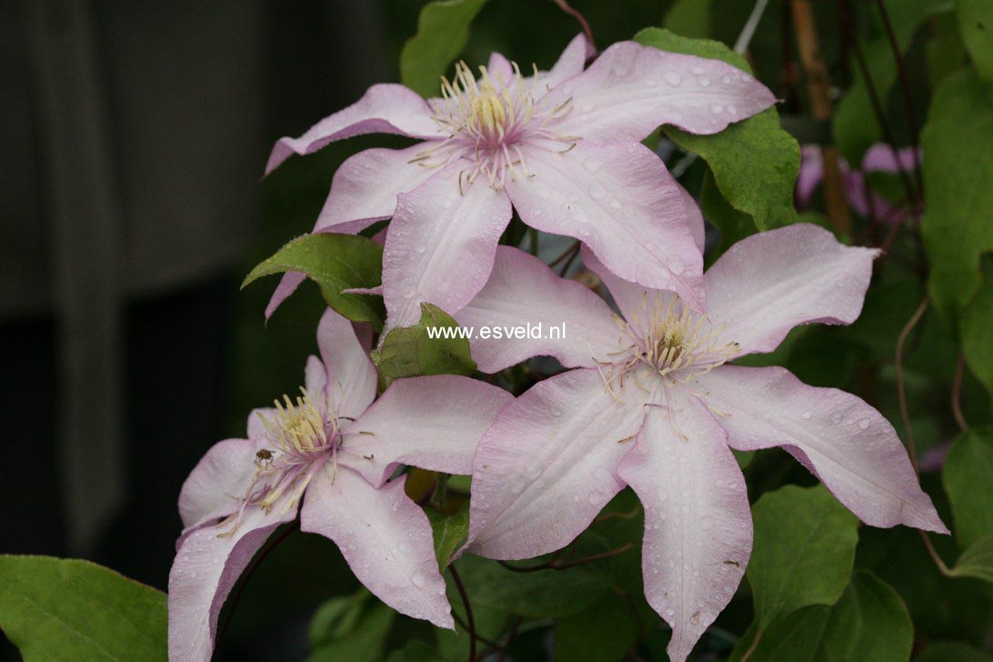 Clematis 'Zoklaku' (MORNING STAR)