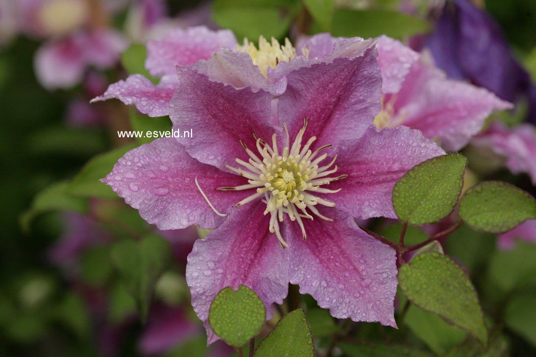 Clematis 'Piilu'