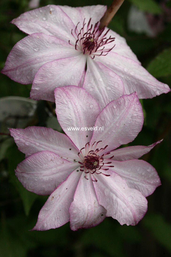 Clematis 'Omoshiro'