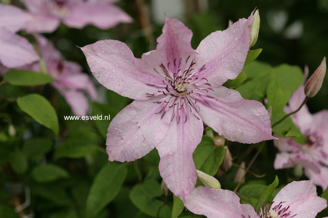Clematis 'Hagley Hybrid'
