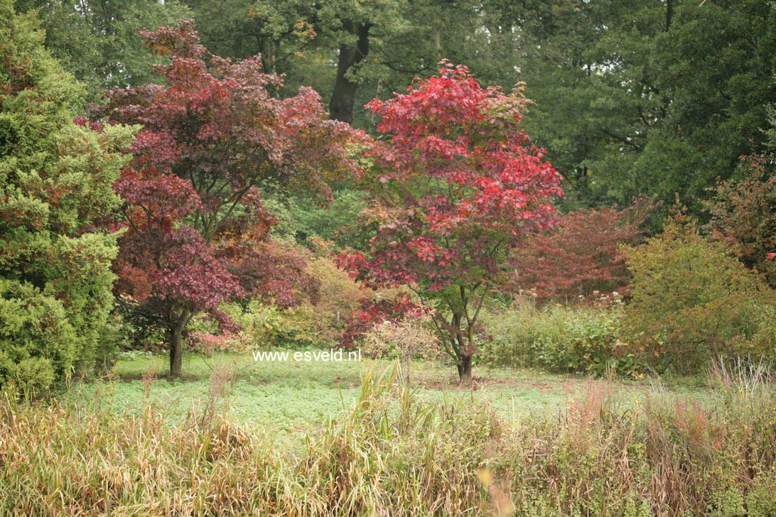 Acer japonicum 'Vitifolium'