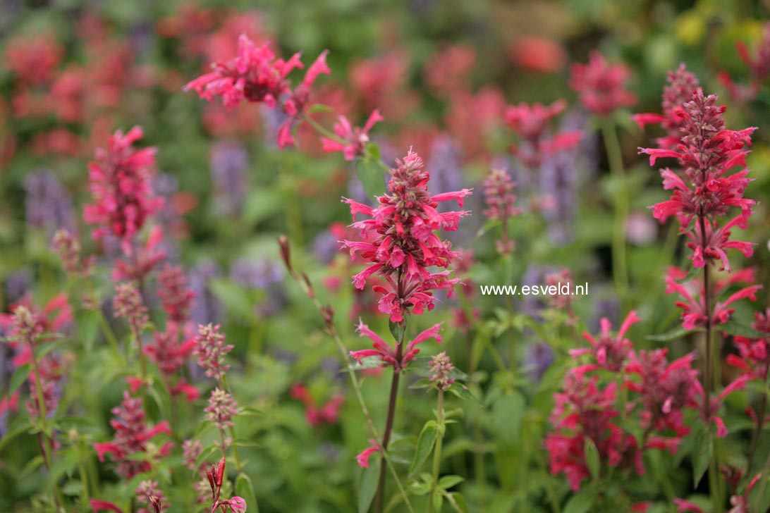 Agastache mexicana 'Red Fortune'