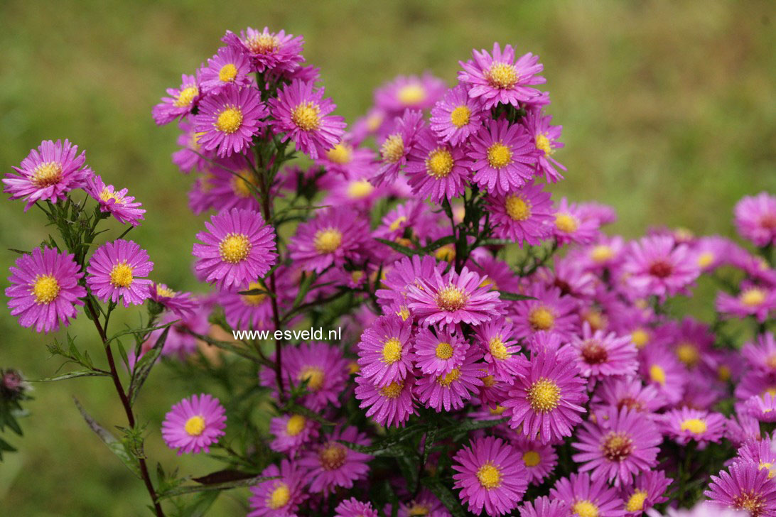 Aster novi-belgii 'Karminkuppel'