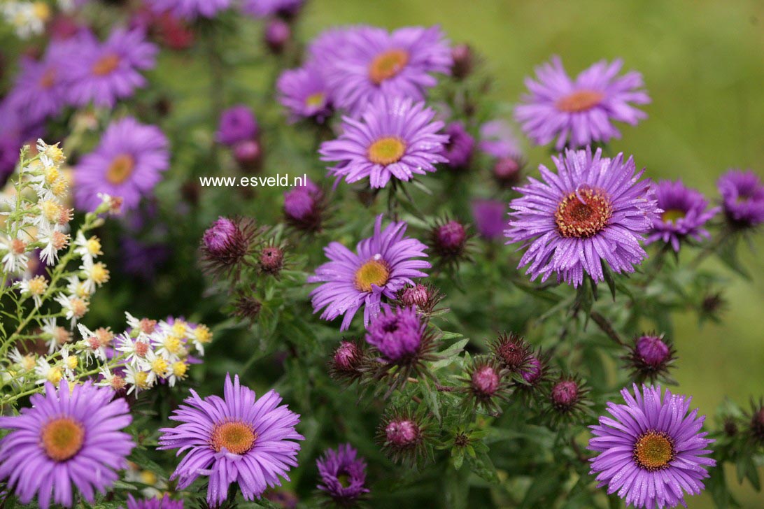 Aster novae-angliae 'Purple Dome'