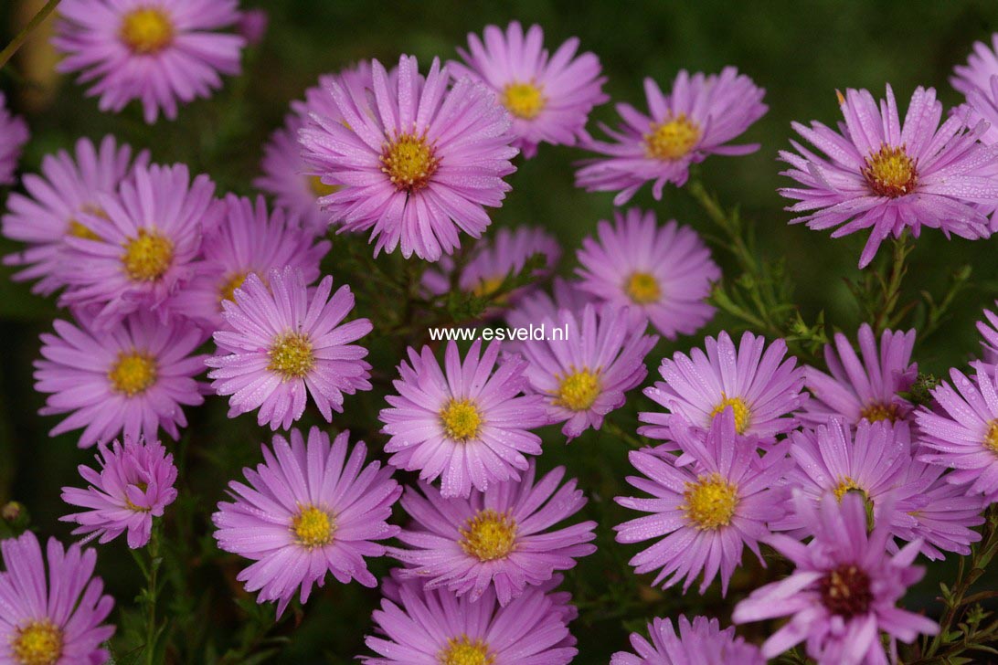 Aster 'Alice Haslam'