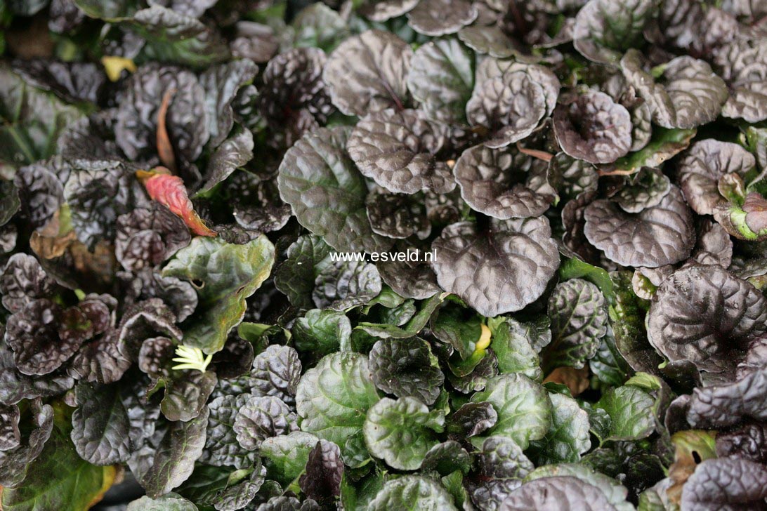 Ajuga reptans 'Black Scallop'