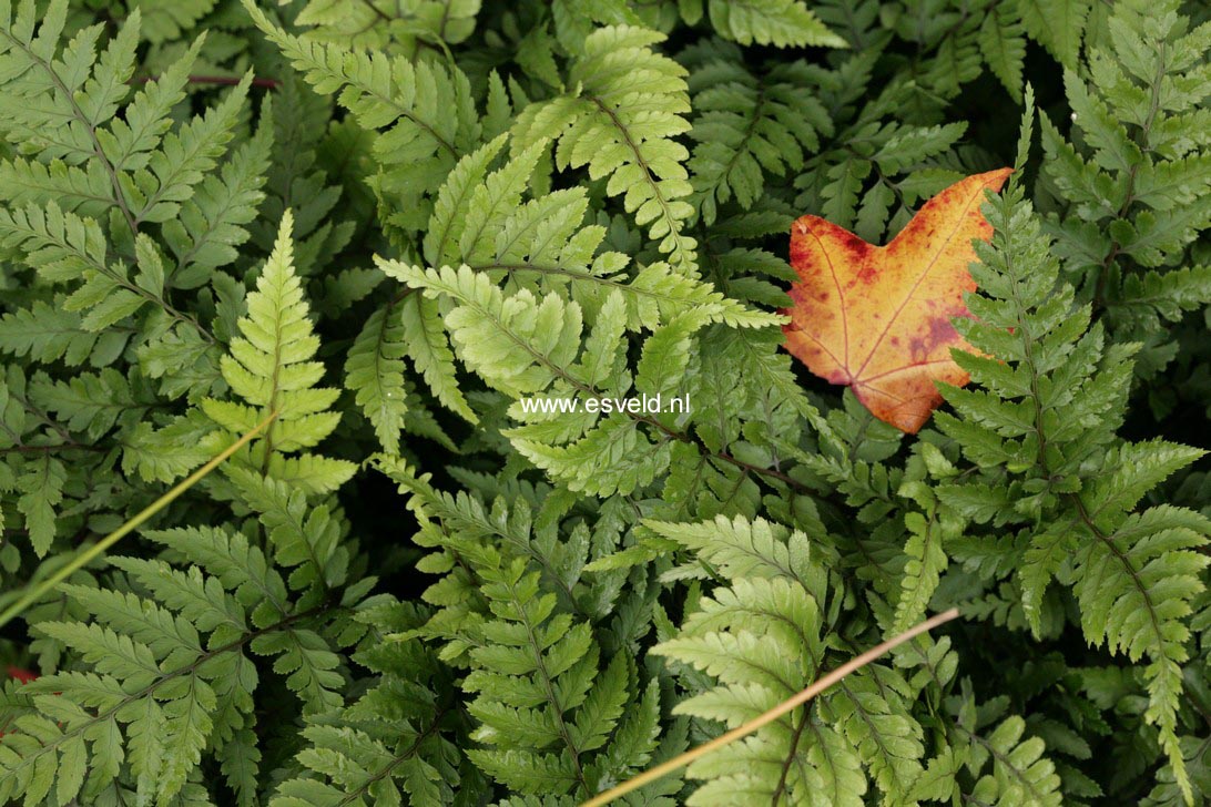 Athyrium otophorum 'Okanum'