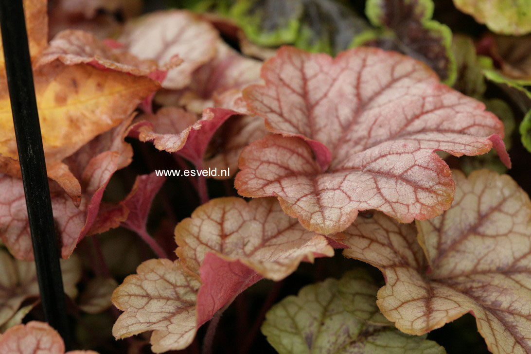 Plantentuin Esveld