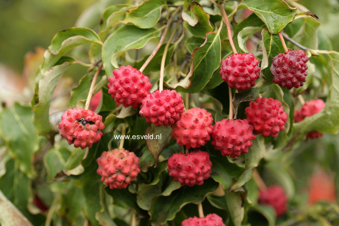 Cornus kousa 'Weisse Fontaene'