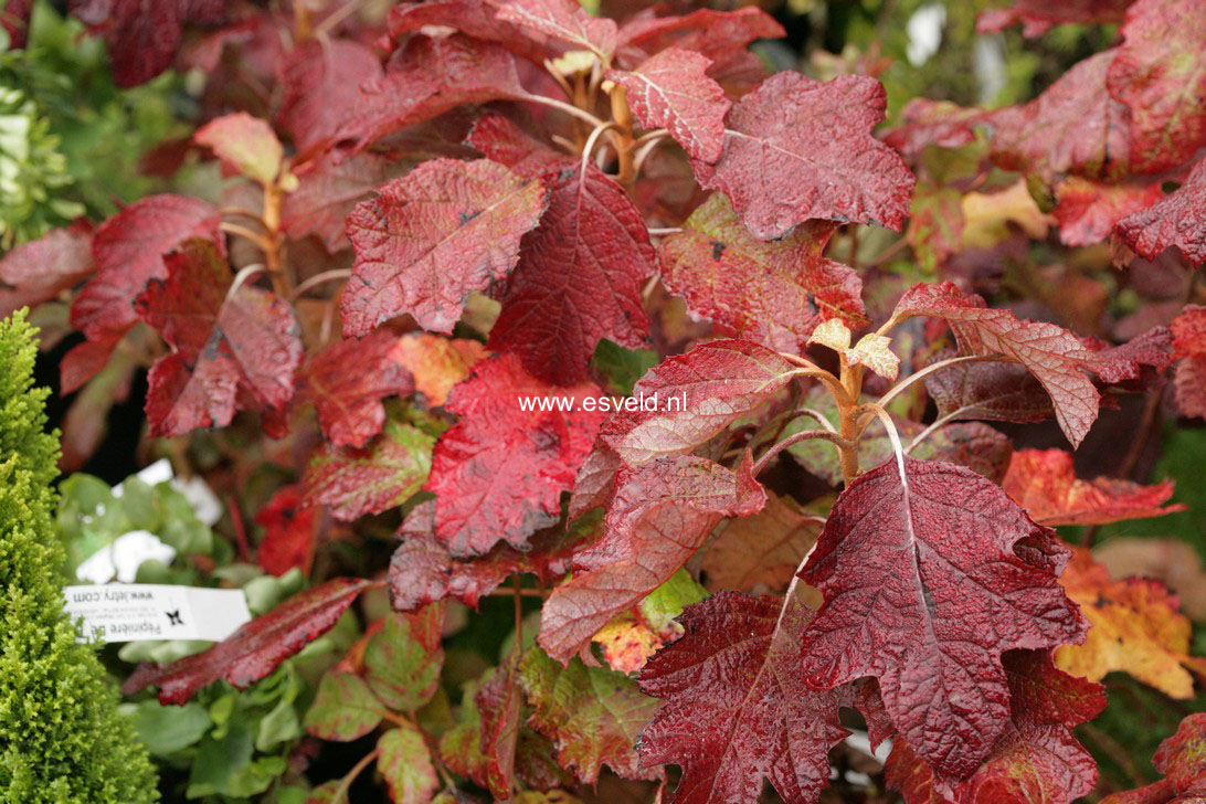 Hydrangea quercifolia 'Brido' (SNOWFLAKE)