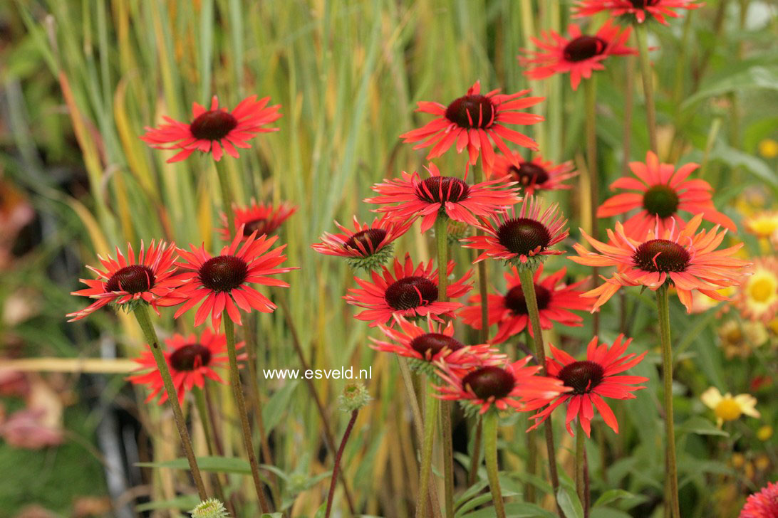 Echinacea purpurea 'Hot Lava'
