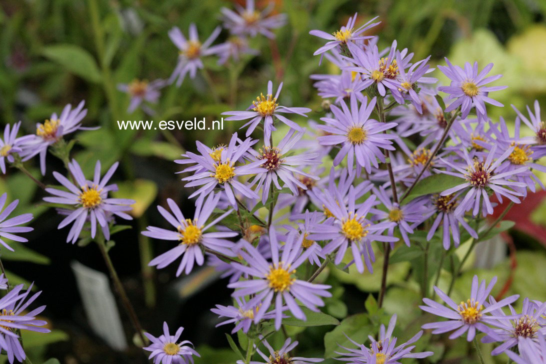 Aster macrophyllus 'Twilight'