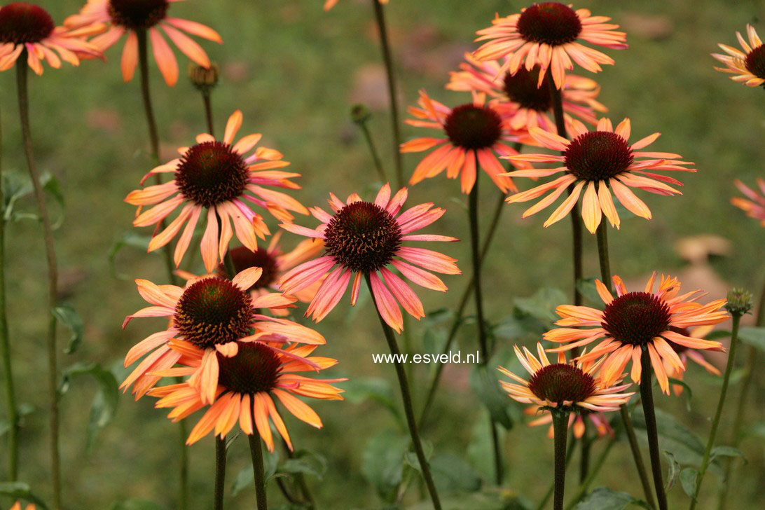 Echinacea purpurea 'Sundown'