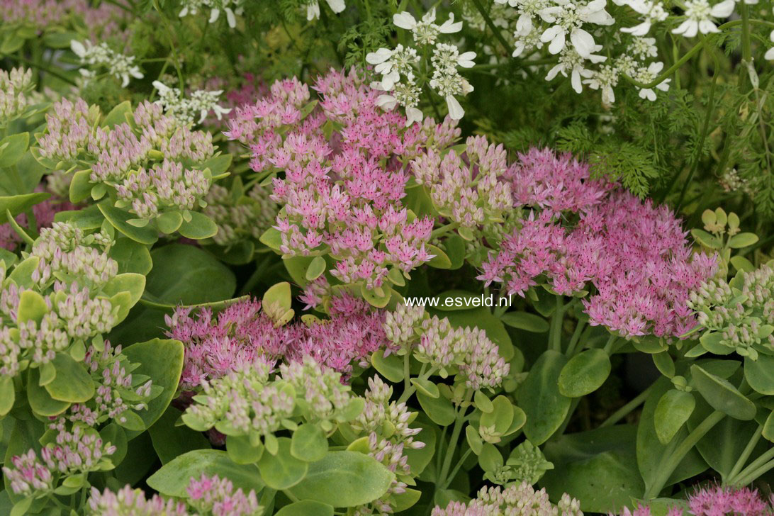 Sedum spectabile 'Brilliant'