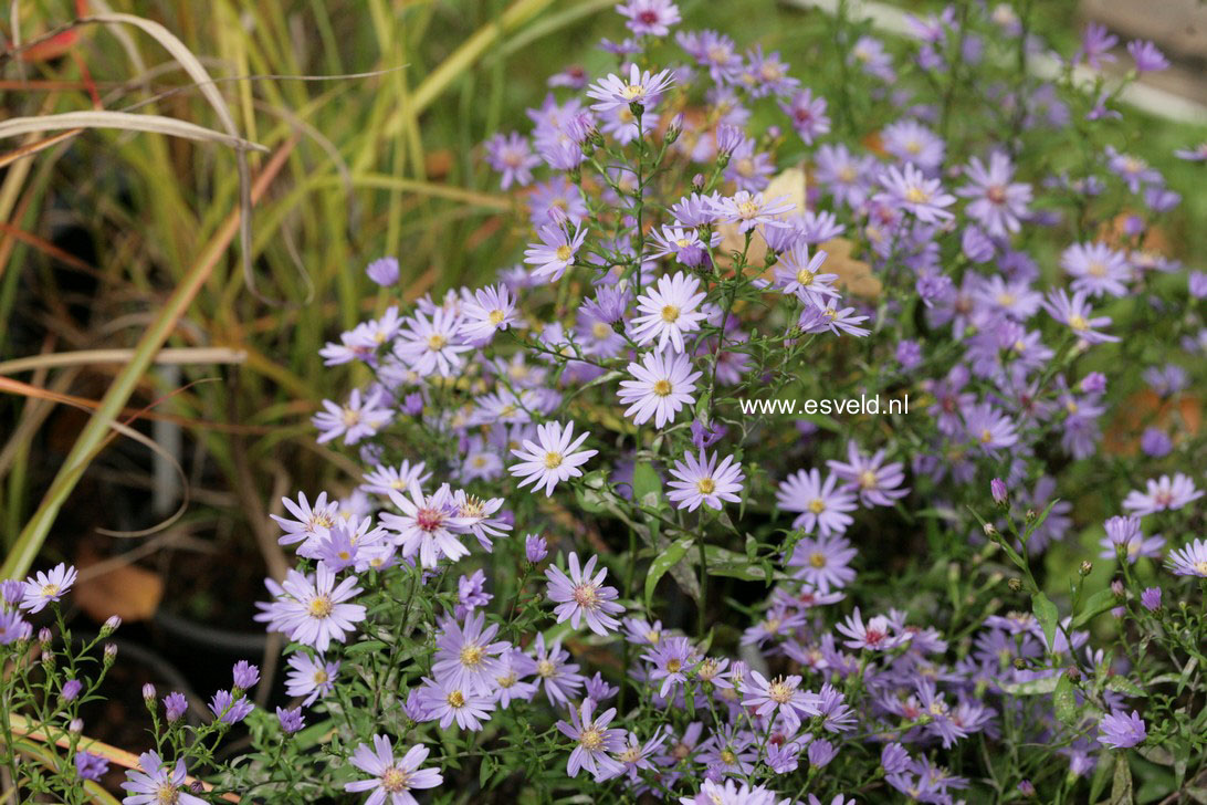 Aster 'Treffpunkt'
