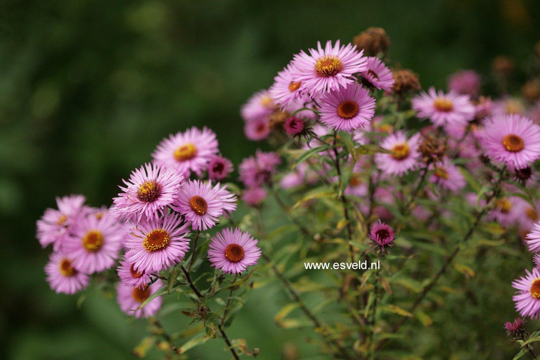 Aster novae-angliae 'Barr's Pink'