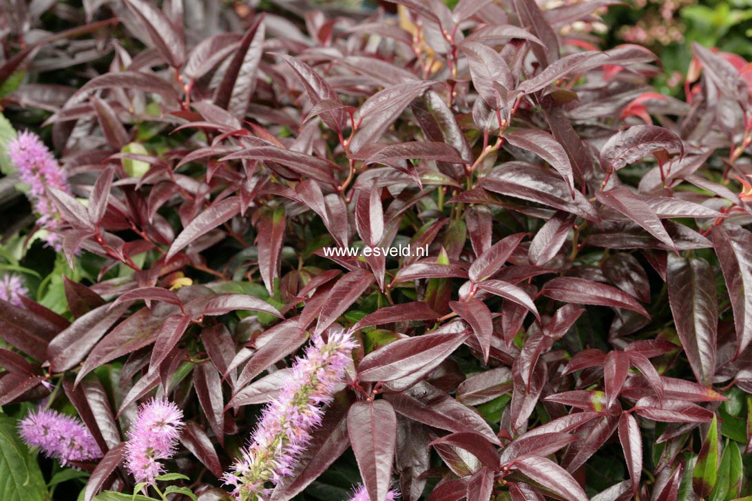 Leucothoe 'Zebekot' (CARINELLA)