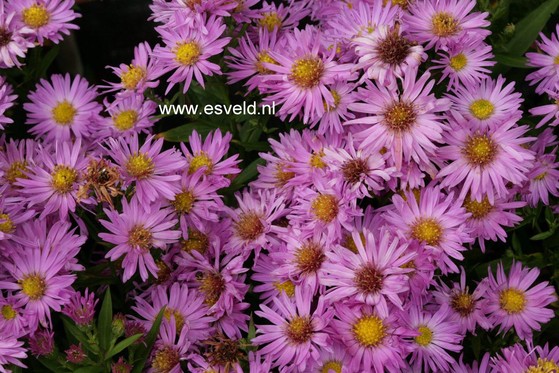 Aster 'Herbstgruss von Bresserhof'