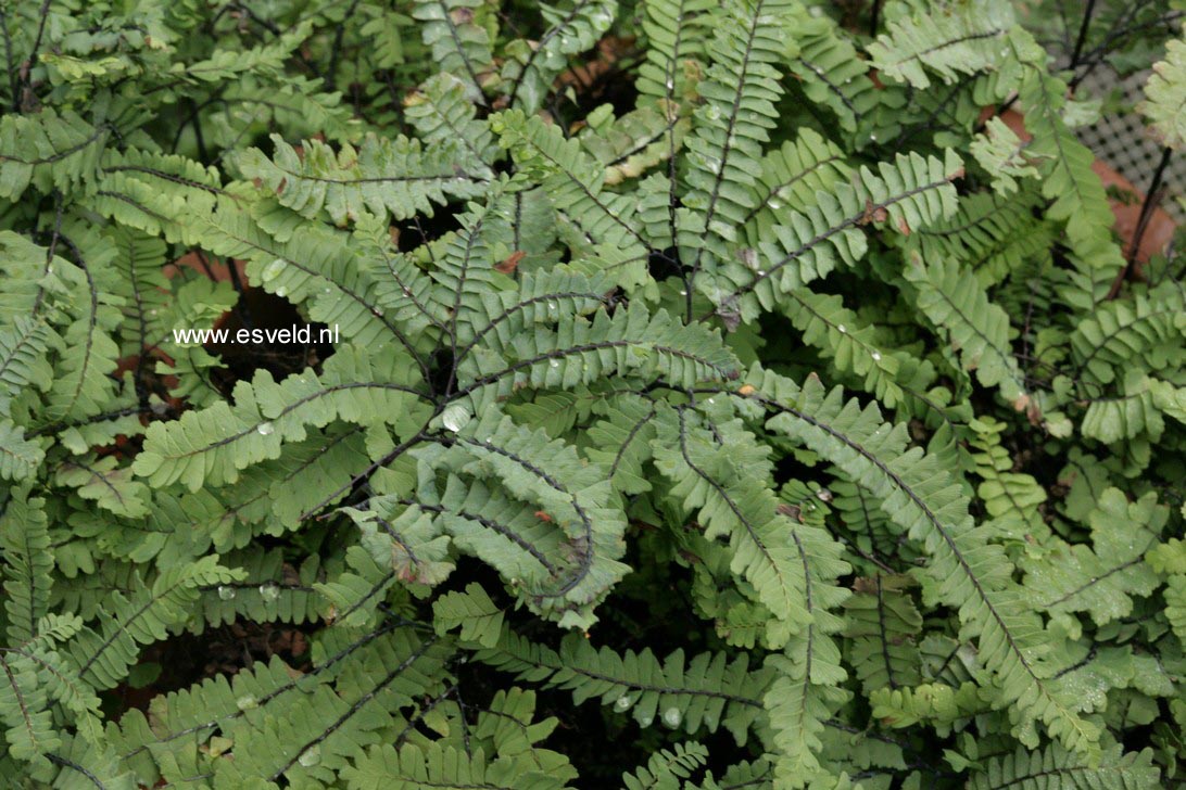 Adiantum pedatum var. aleuticum