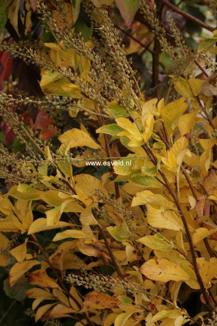Clethra alnifolia 'September Beauty'