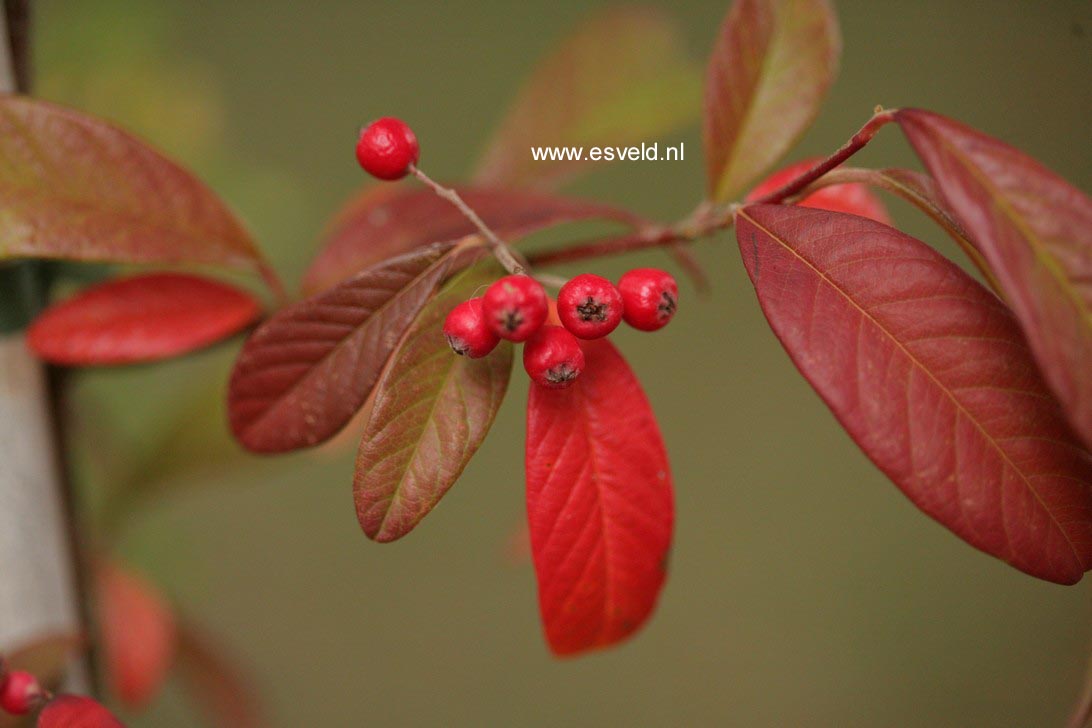 Cotoneaster watereri 'Cornubia'