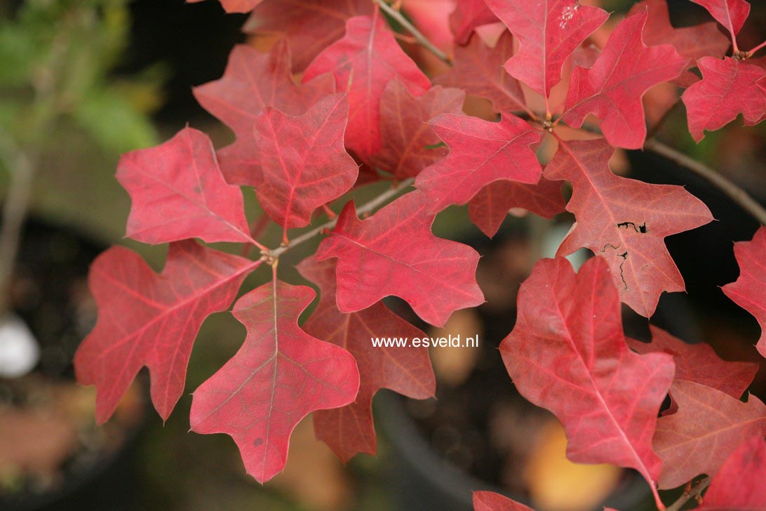 Quercus ilicifolia