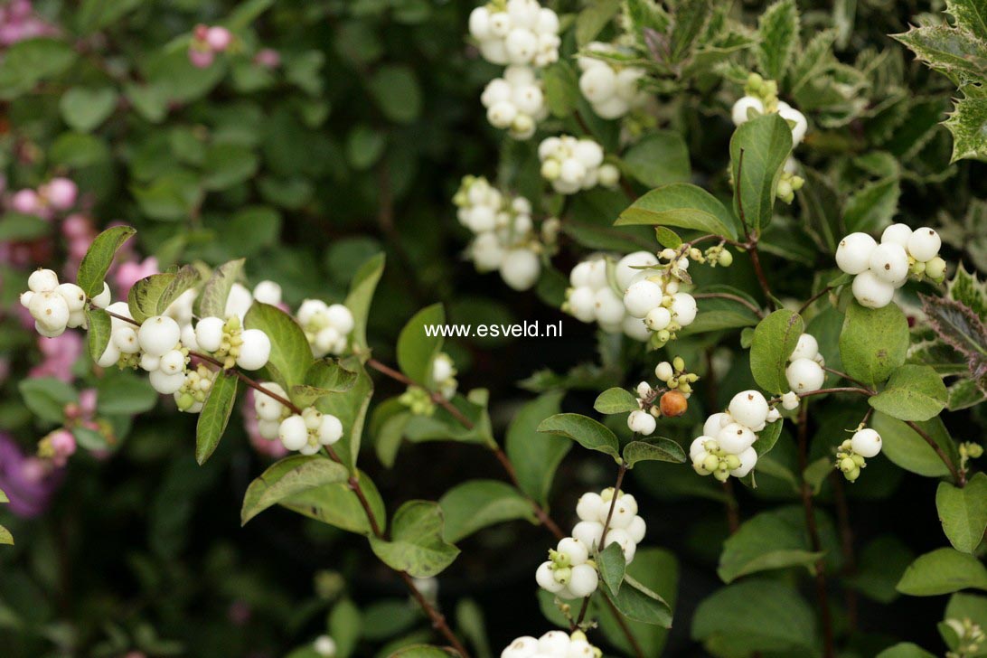 Symphoricarpos doorenbosii 'White Hedge'