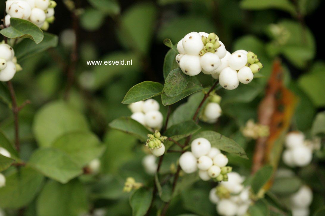 Symphoricarpos doorenbosii 'White Hedge'