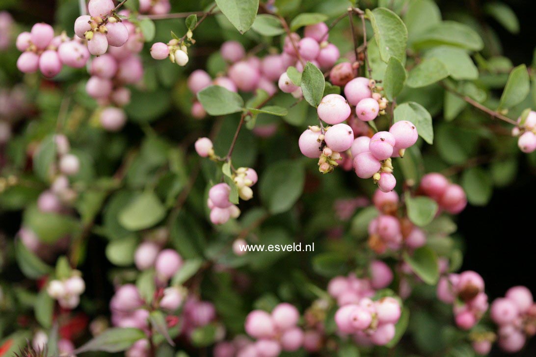 Symphoricarpos doorenbosii 'Mother of Pearl'