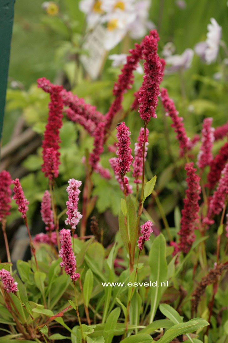 Persicaria affinis 'Donald Lowndes'