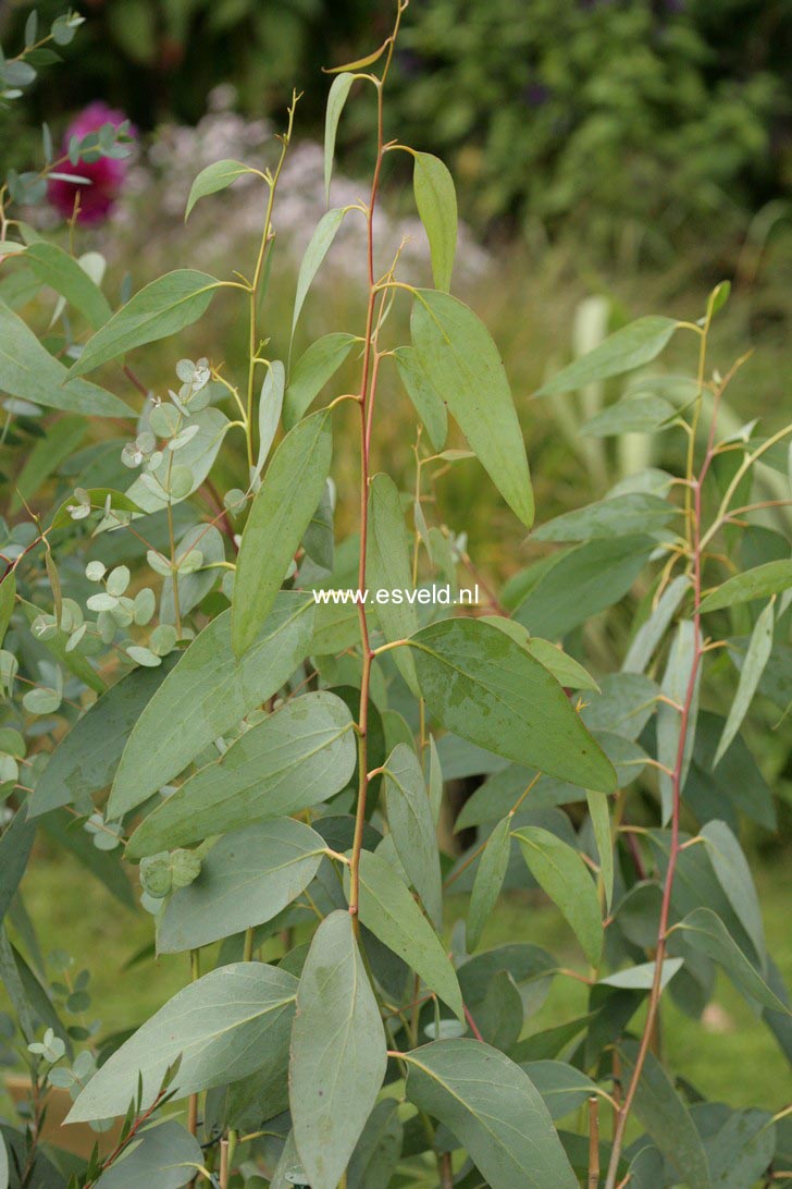 Eucalyptus pauciflora niphophila