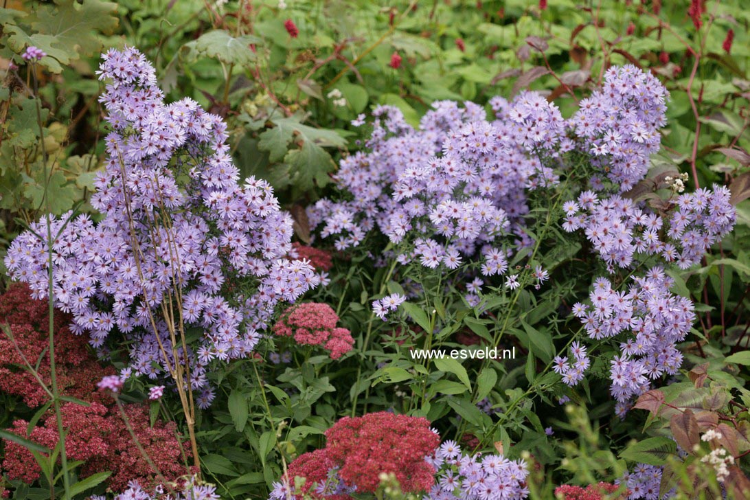 Aster 'Little Carlow'