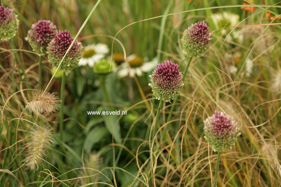 Allium sphaerocephalon