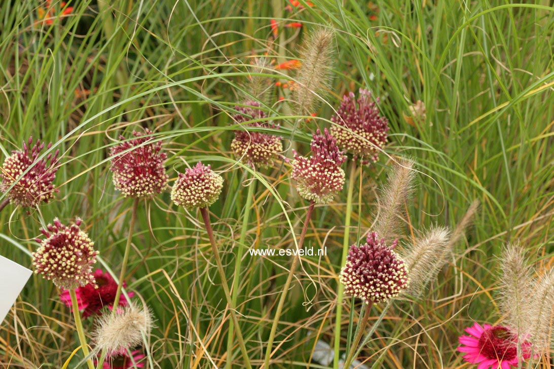 Allium amethystinum 'Red Mohican'