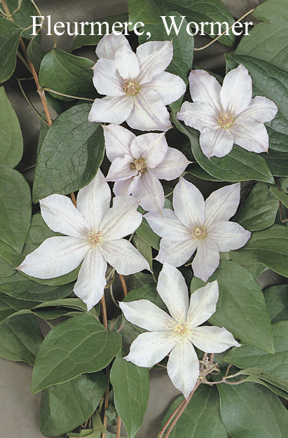 Clematis 'Jackmanii Alba'