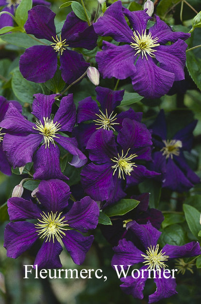 Clematis 'Jackmanii Superba'