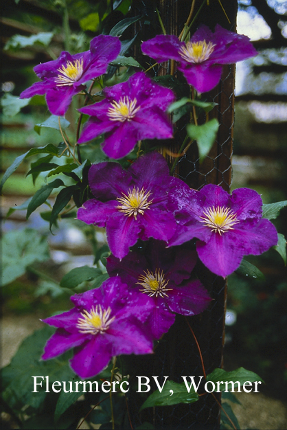 Clematis 'Lady Betty Balfour'