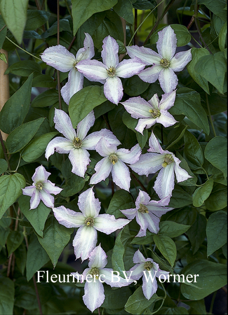 Clematis 'Little Nell'