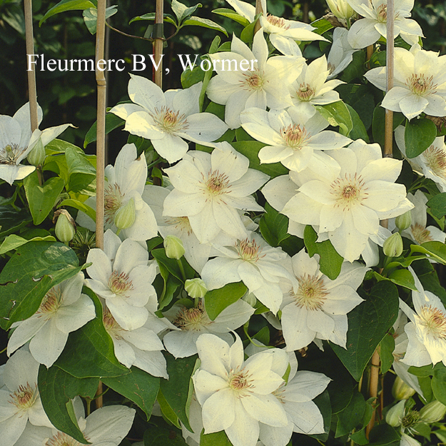 Clematis 'Mrs. George Jackman'