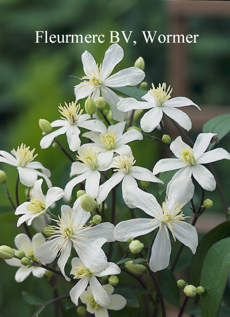 Clematis 'Pamela'