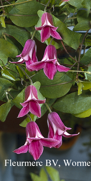 Clematis 'Princess Diana'